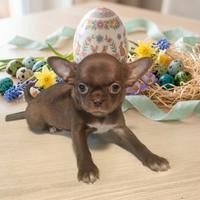 Maschietto Pedigree ENCI