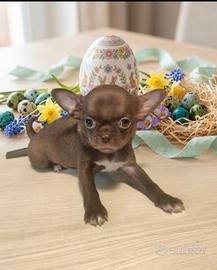 Maschietto Pedigree ENCI