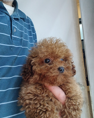 Barboncini toy e mini toy