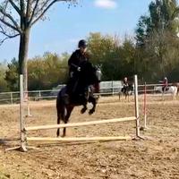 Pony femmina irlandese