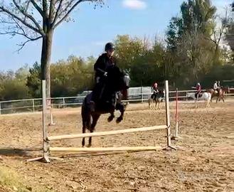 Pony femmina irlandese