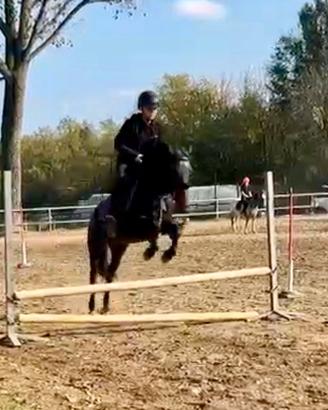Pony femmina irlandese