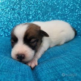 Jack Russell broken con pedigree