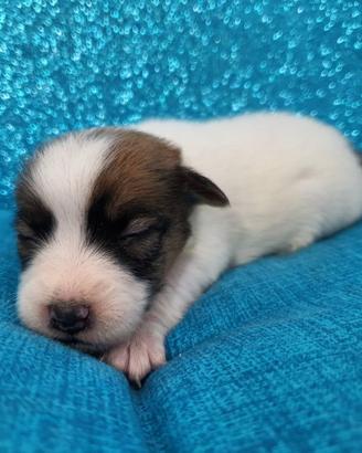 Jack Russell broken con pedigree