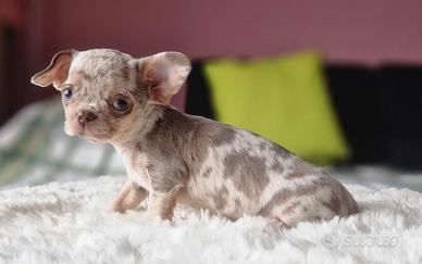 Cucciolina Chihuahua Toy merle