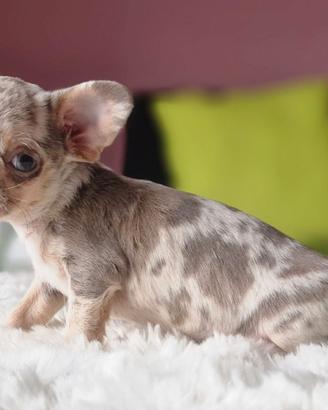 Cucciolina Chihuahua Toy merle