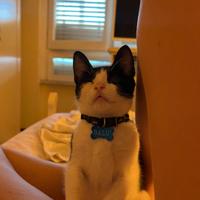 Gattino maschio di 5 mesi