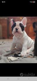 Cuccioli bulldog francese