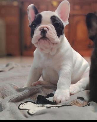 Cuccioli bulldog francese