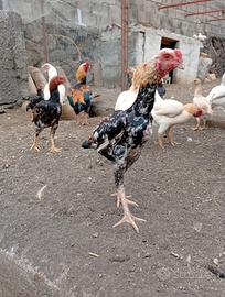 Galline KO Shamo