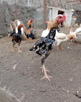 Galline KO Shamo