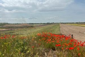 Terreno agricolo di fronte mare