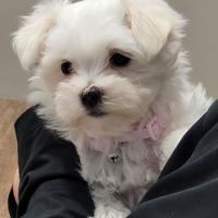 Cuccioli di maltese solo maschi