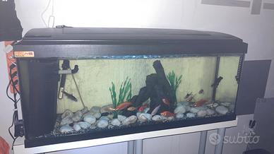 Acquario Milo