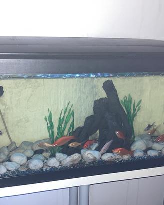 Acquario Milo