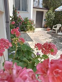 16--31 LUGLIO per INTERO in CENTRO 50mt dal MARE