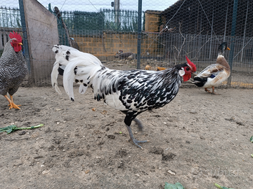 Amburgo pagliettato argento giovane riproduttore