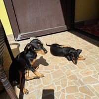 Pinscher nani