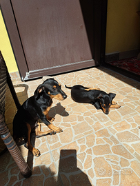 Pinscher nani