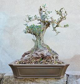 Maestoso ulivo in vaso bonsai
