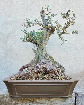 Maestoso ulivo in vaso bonsai
