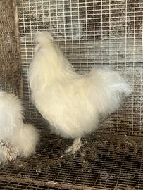 Galline