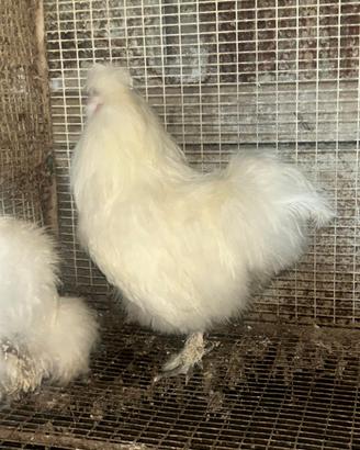 Galline