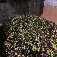 Operaio agricolo per raccolta olive 2026