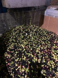 Operaio agricolo per raccolta olive 2026