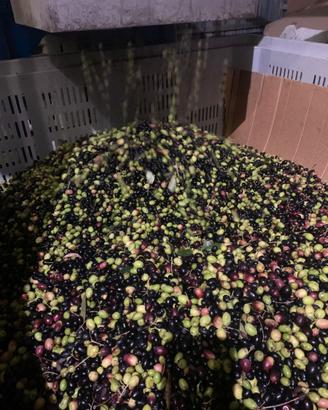 Operaio agricolo per raccolta olive 2026