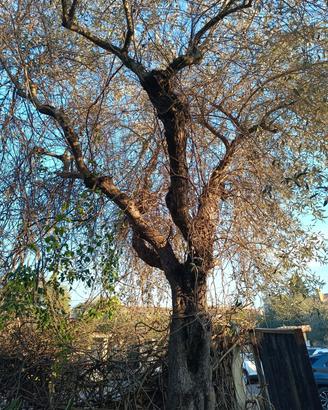 Ulivo 30/40 anni 