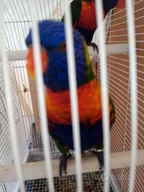 Pappagalli colorati