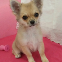 Chihuahua femmina pelo lungo con pedigree Enci