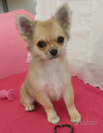 Chihuahua femmina pelo lungo con pedigree Enci