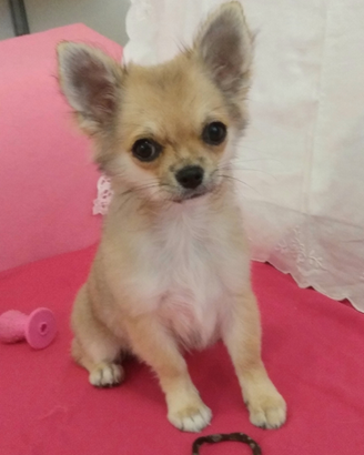 Chihuahua femmina pelo lungo con pedigree Enci