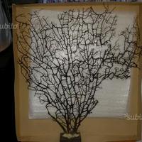 Pianta di corallo a ventaglio