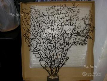 Pianta di corallo a ventaglio