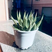 Pianta grassa Aloe Gasteria