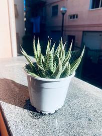 Pianta grassa Aloe Gasteria