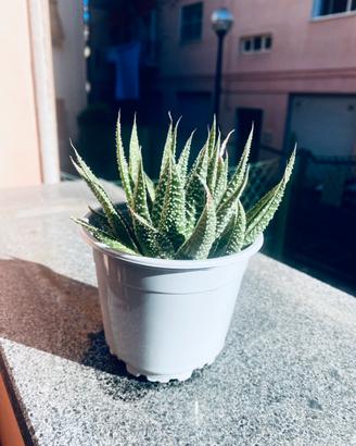 Pianta grassa Aloe Gasteria