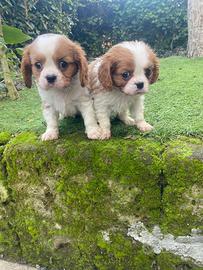 Cuccioli di cavalier King