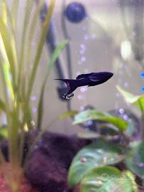 Black Molly
