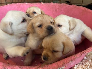 Labrador pedigree genealogia Expo