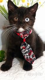 British Shorthair Nero con occhi Azzurri 