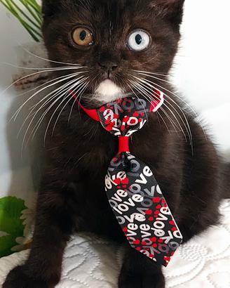 British Shorthair Nero con occhi Azzurri 