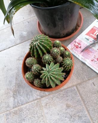 Piante per la tua casa