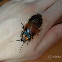 Lucihormetica verrucosa, blatta ornamentale