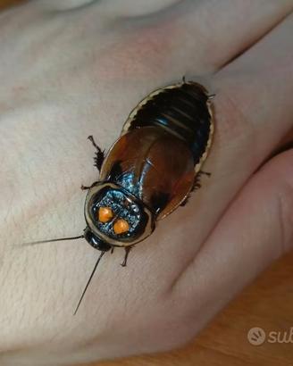 Lucihormetica verrucosa, blatta ornamentale