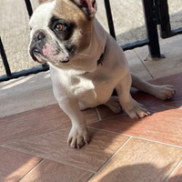 Monta bulldog