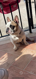 Monta bulldog